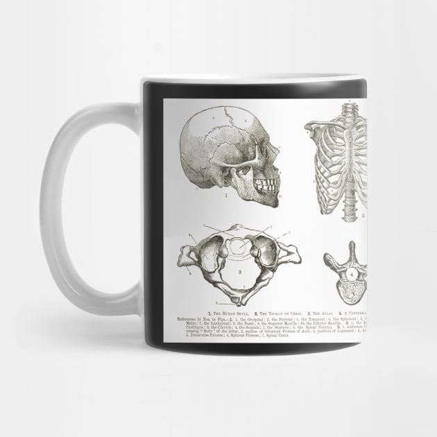 Human anatomy, 19th century diagrams, Human Skull, Thorax, The Atlas, and Vertebra by artfromthepast